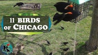 Birds of Chicago Suburbs | Koaw Nature