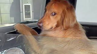 New Funny Animals 2024  Funniest Cats and Dogs Videos 