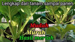 Cara menanam cesim di sterofoam polybags@Sobat garden#How to plant cesim mustard in styrofoam