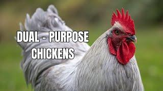 Top 10 Dual-Purpose Chicken Breeds for Meat and Eggs | Chicken Farming