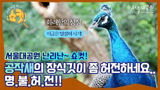 공작새의 화려함은 거품이다?! 언빌리버블..! | The splendor of a peacock is a bubble?! Unbelievable..!