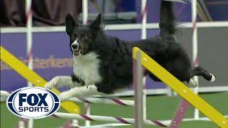 Verb captures 2019 WKC Masters Agility Grand Champion title | FOX SPORTS