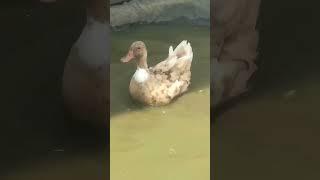 Cute Duckling  Funniest Ducks Videos Compilation 2024#shorts #shortsfeed #viral