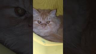 Cat videos for cats to watch