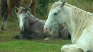 GREAT BRITAIN Bodmin Moor (Cornwall)