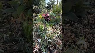 Март в моём саду  Der März in meinem Garten 03.03.25