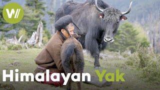 In the Himalayas alongside the last nomadic yak-breeding peoples | The domestication of epic horns