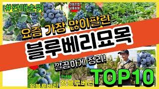 블루베리묘목 추천 판매순위 Top10 || 가격 평점 후기 비교