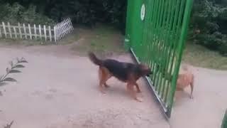 cachorros latindo e portão abrindo