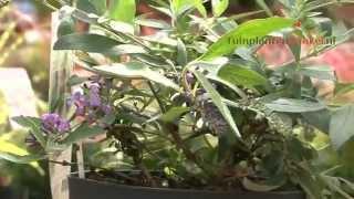 Verschillen tussen Buddleja 'Blue Chip' & 'Dreaming Lavender' door tuinplantenwinkel.nl