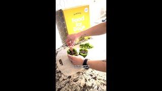 Healthy Enrichment with Sundays for Dogs