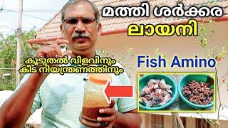 കൂടുതൽ വിളവിനും രോഗ നിയന്ത്രണത്തിനും | Fish Amino Acid | Homemade Fish Fertilizer | Fish Emulsion