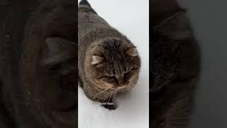  Ляпота  Barsik Forest cat  #catlover #catvideos #cat #cutecats #barsik