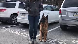 Macungie Dog Trainers ||| OLK9 Lehigh Valley ||| 2 Year Old German Shepherd, Major