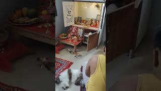 Her Worship time#puppy #pets #baby #dog #funny #doglover #viral #kids