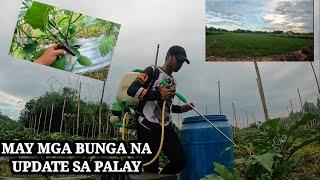 MAY BUNGA NA ANG MGA TALONG ,UPDATE SA ATING PALAY