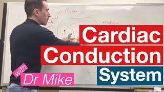 Cardiac Conduction System | Cardiology