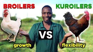 BROILERS vs KUROILERS Which is BETTER?