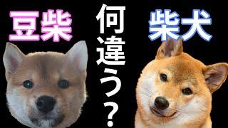 「豆柴って何？」「柴犬と何違うの？」にお答えします