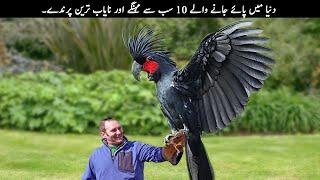 10 Most Expensive Birds in the World | TOP X TV