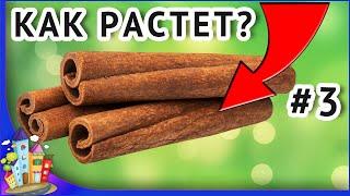 Как растет еда? Проверь свои знания. Интересные факты о еде которых вы не знали часть 3