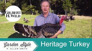 Raising Heritage Breed Turkey | GardenStyle (1904)