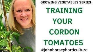 HOW TO TRAIN CORDON TOMATOES GROWING AT HOME - SINGLE STEM TOMATOES