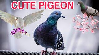 Cute Lovely Pigeon Pet#howtofeedpigeons |Nawaz Jadoon #short