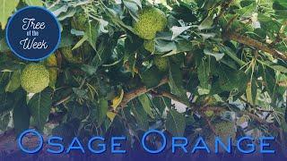 Tree of the Week: Osage Orange