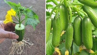 I was surprised to propagate cucumbers this way  || Deci garden 27