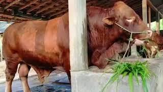 SAPI LIMOSIN DUGUL SUPER