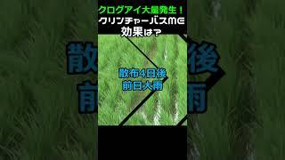 【後期除草剤】クログアイ大発生！中干し前にクリンチャーバスME散布・・途中大雨で効果は？＃shorts