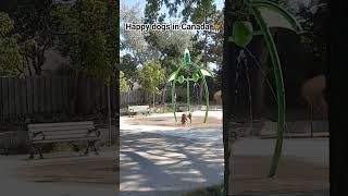 캐나다 강아지의 삶, Splash pad at park, Dogs' life in Toronto  #pets #canada
