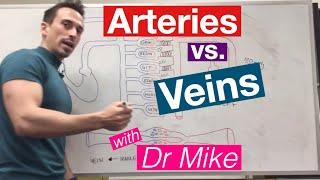 Blood Vessels | Cardiology