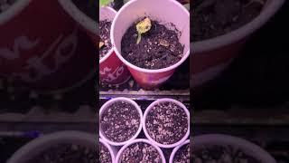 Update on Instant Pot plants!