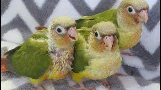 5 week old Baby Pineapple Green Cheek Conure Parrots