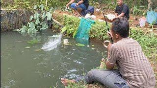 Pemilik empang jgn sampe tau‼️Kalo kita untung besar, ini rahasiaa...