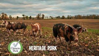 ONTARIO PORK Heritage Breeds