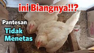 PENYEBAB TELUR GAGAL MENETAS Pemula wajib mengetahui