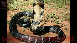 Mengenal siklus hidup king kobra