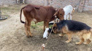 Dog Cow k baby sy khal rahy | German Shepherd Dog | Kohati Gultair Dog