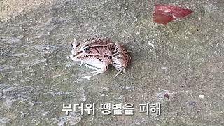 참개구리 샤워시키기