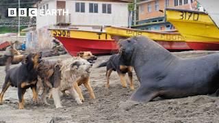 Zeeleeuwen versus honden | 4K UHD | Zoogdieren | BBC Aarde