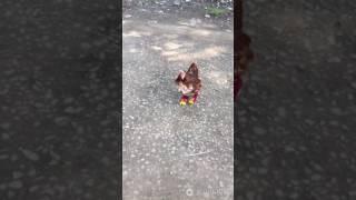 爆笑小视频 轻松乐一乐  funny chicken