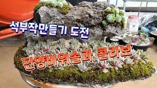 바위솔 석부작만들기 도전  단양바위솔과 함께 합니다.