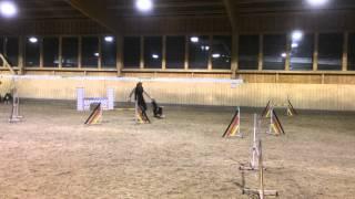 Agility-Hundeschule Michael Weyer Training 24.11.2014