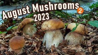 Mushroom Hunting - August 11th 2023, Cep | King bolete | Penny bun | Boletus edulis | Funghi porcini