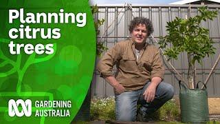 How you can grow a citrus tree anywhere  | Citrus | Gardening Australia