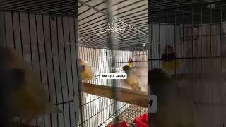 #subscribemychannel #subscribe #myparrots