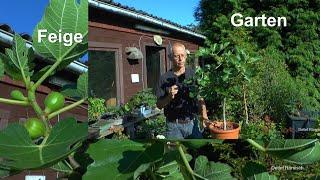 Garten mit Feige pflegen im Topf Tomaten Abmoosung im Update und Mehr im Garten sehen